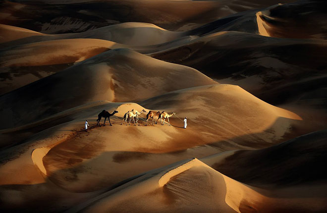 camile in desert