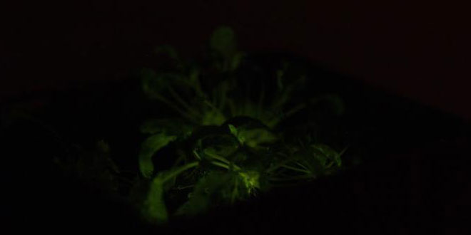 Glowing Plant Arabidopsis