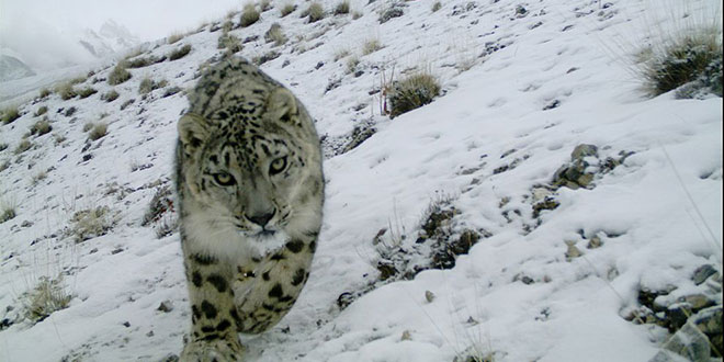 Snow Leopard Pakistan