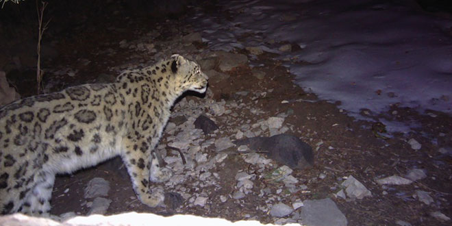 snow leopard / leopardul zapezilor