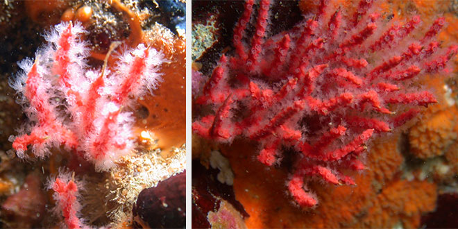 Coralul Psammogorgia hookeri