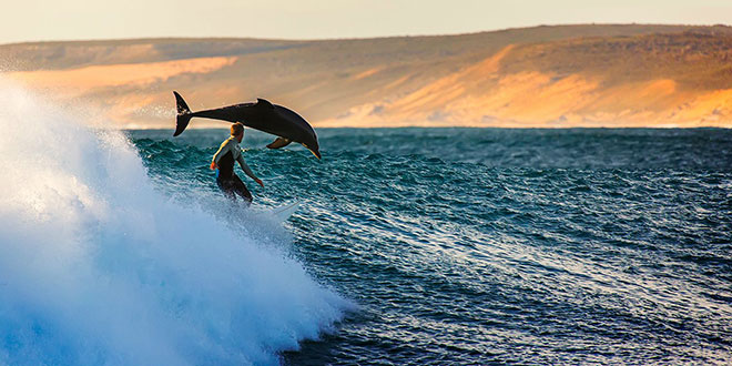 delfin Australia