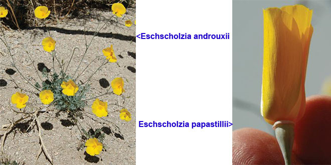 Eschscholzia papastillii & Eschscholzia androuxii