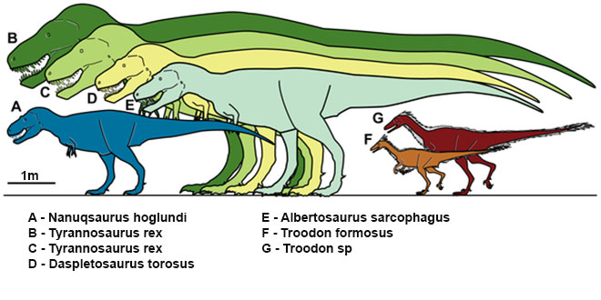 Nanuqsaurus hoglundi vs Tyrannosaurus Rex