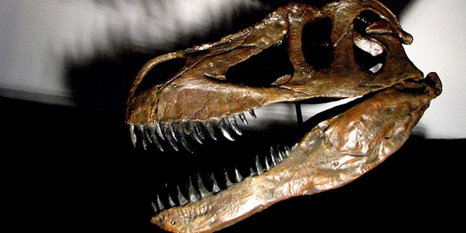 Torvosaurus gurneyi craniu