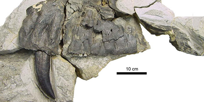 Torvosaurus gurneyi maxilar