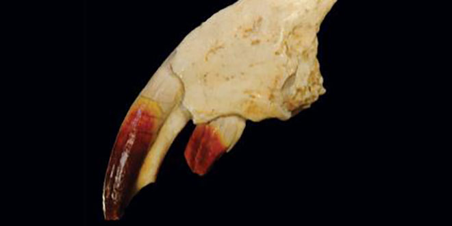 dracula mammal
