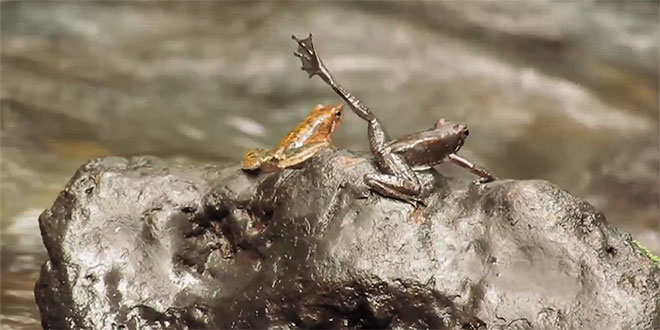 dancing frogs