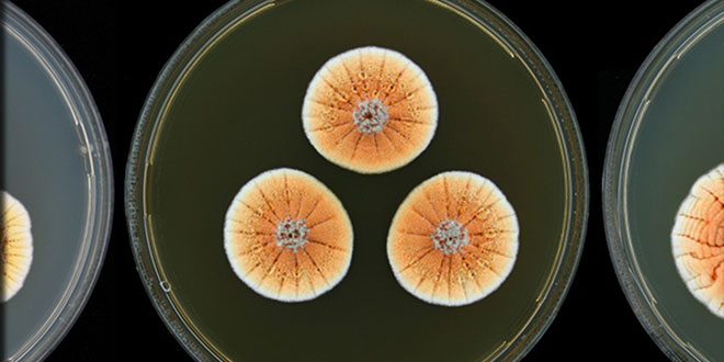 penicilina portocalie