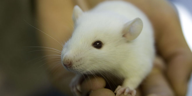 white lab mouse