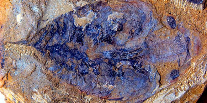 Lyrarapax unguispinus fosil