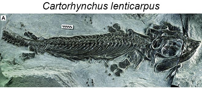 Cartorhynchus fossil