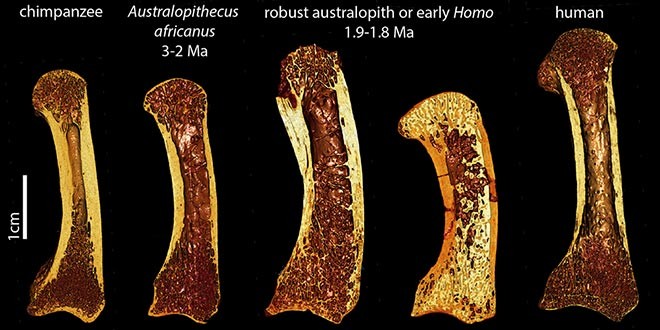 Australopithecus bones