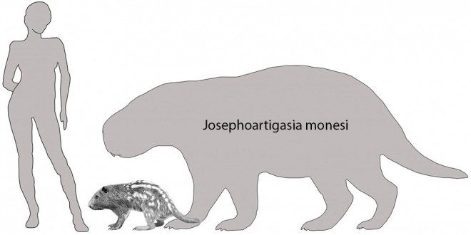 Josephoartigasia monesi comparat cu pacarana / ilustrație Andres Rinderknecht/Ernesto Blanco