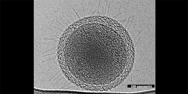 ultra-small bacteria