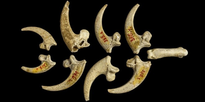 bijuterii neanderthaliane