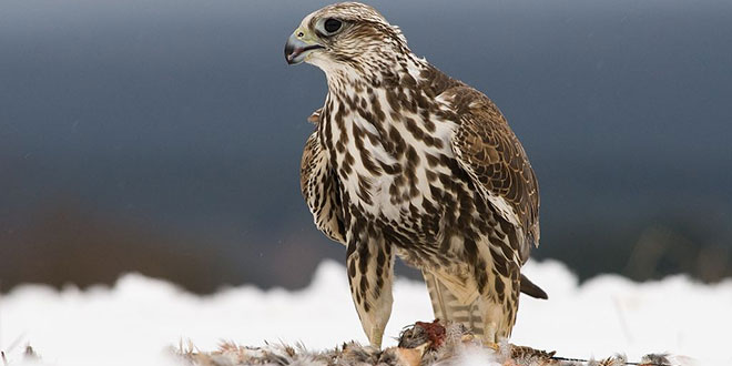 Falco cherrug (Șoimul dunărean sau Șoimul sacru)