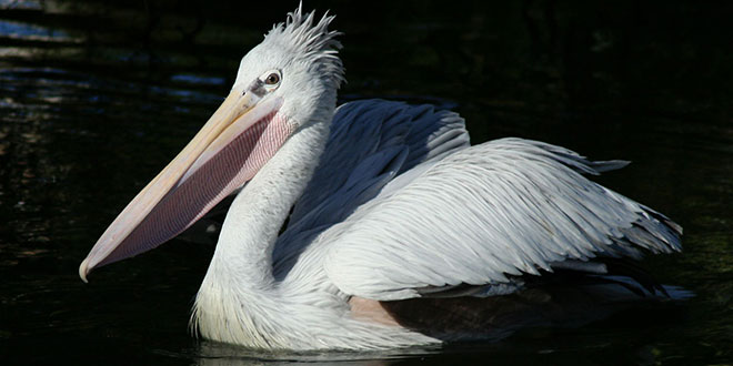 Pelecanus crispus (Pelicanul creț)