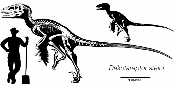 Dakotaraptor size