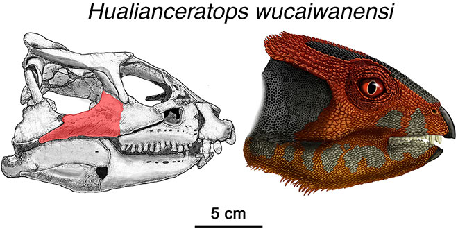 Hualianceratops