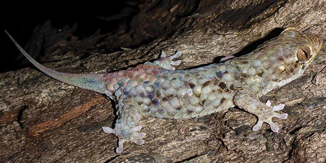 Geckolepis