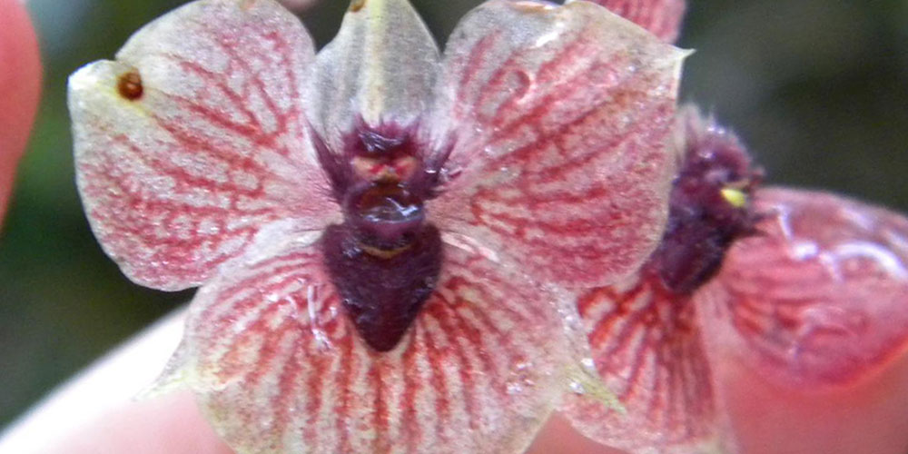 devil's head orchid