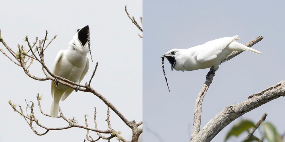 Pasărea-clopot albă